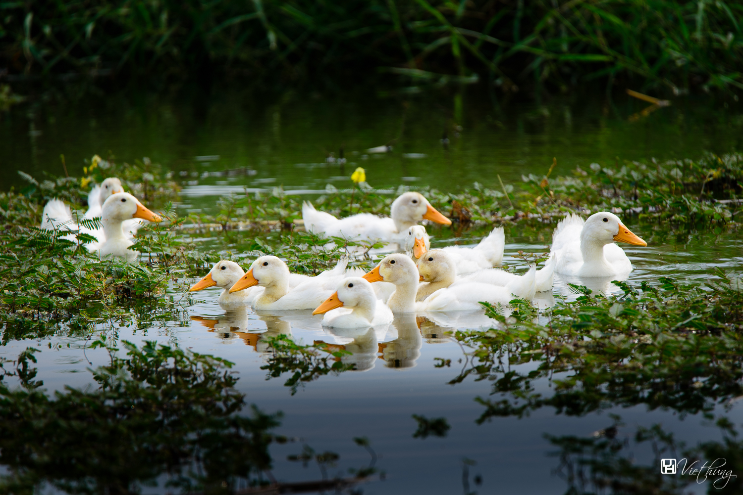 Fat ducks!