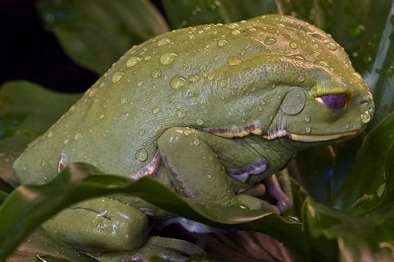 Fat Green Frog