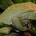 Fat Green Frog