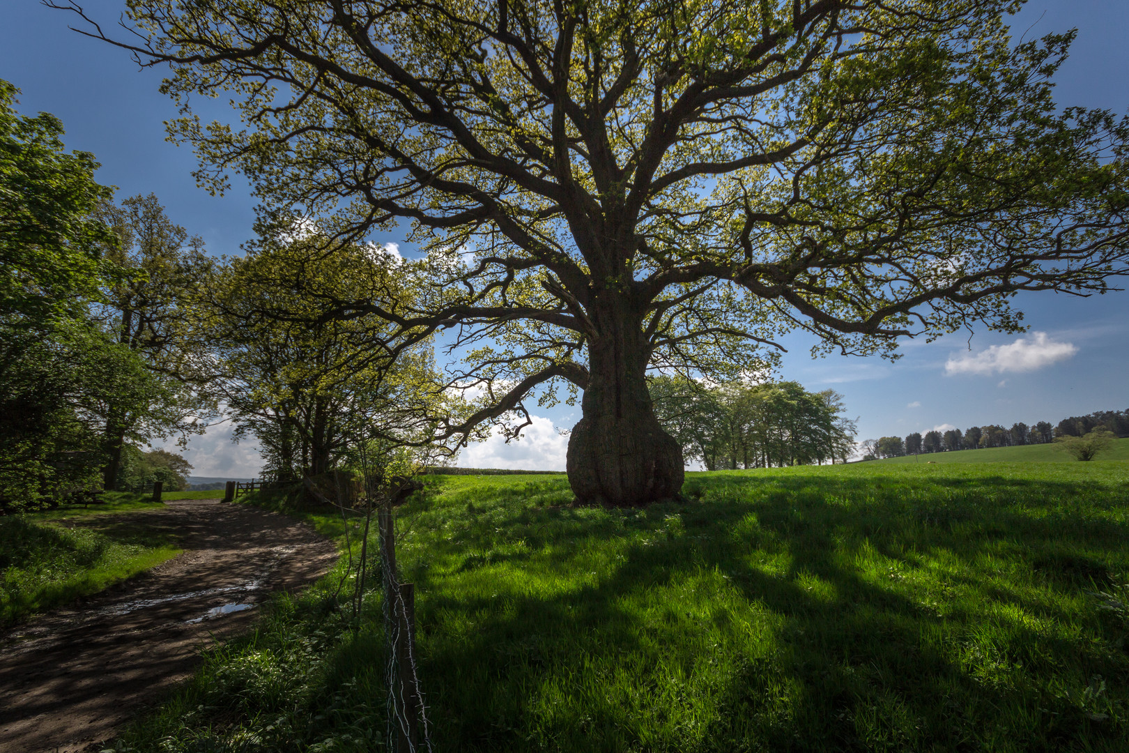 Fat old Tree (2)