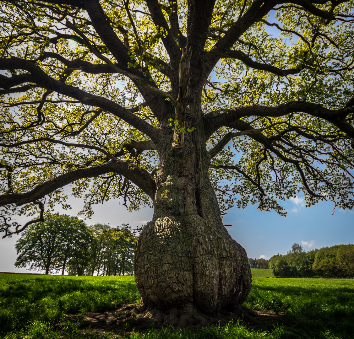 Fat old Tree