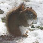 Fat Red Squirrel