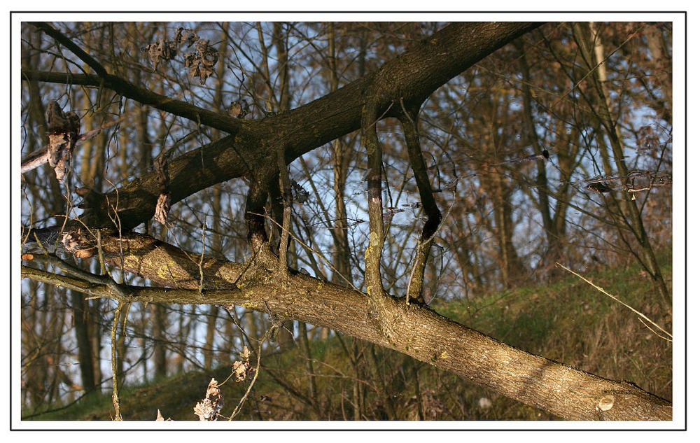 Fatamorgana im Regenwald