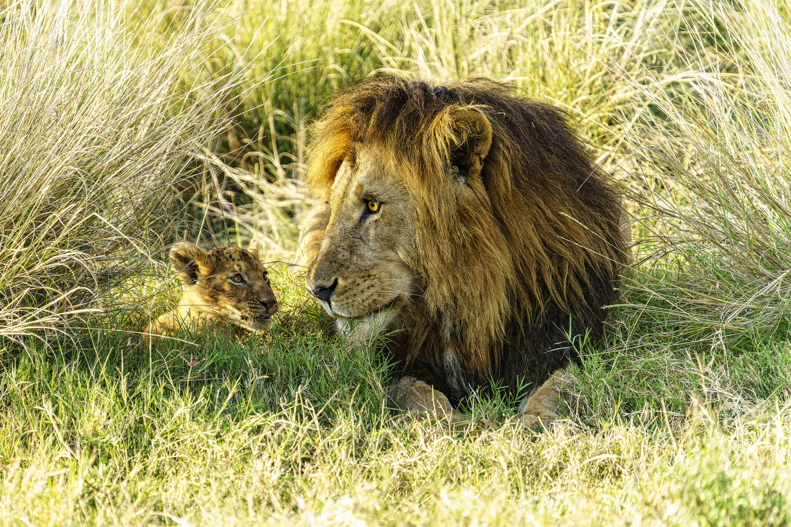 Father and Son, Massai Mara, 2021.08.05