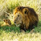 Father and Son, Massai Mara, 2021.08.05