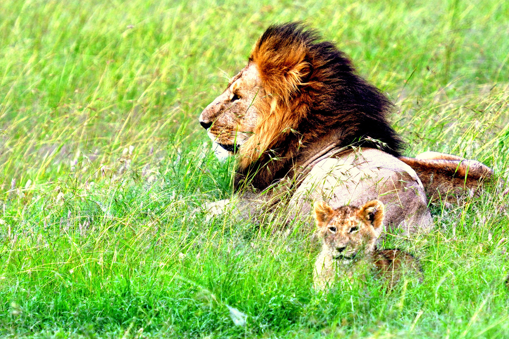 Father lion and son, Masai Mara, Kenya