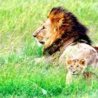 Father lion and son, Masai Mara, Kenya