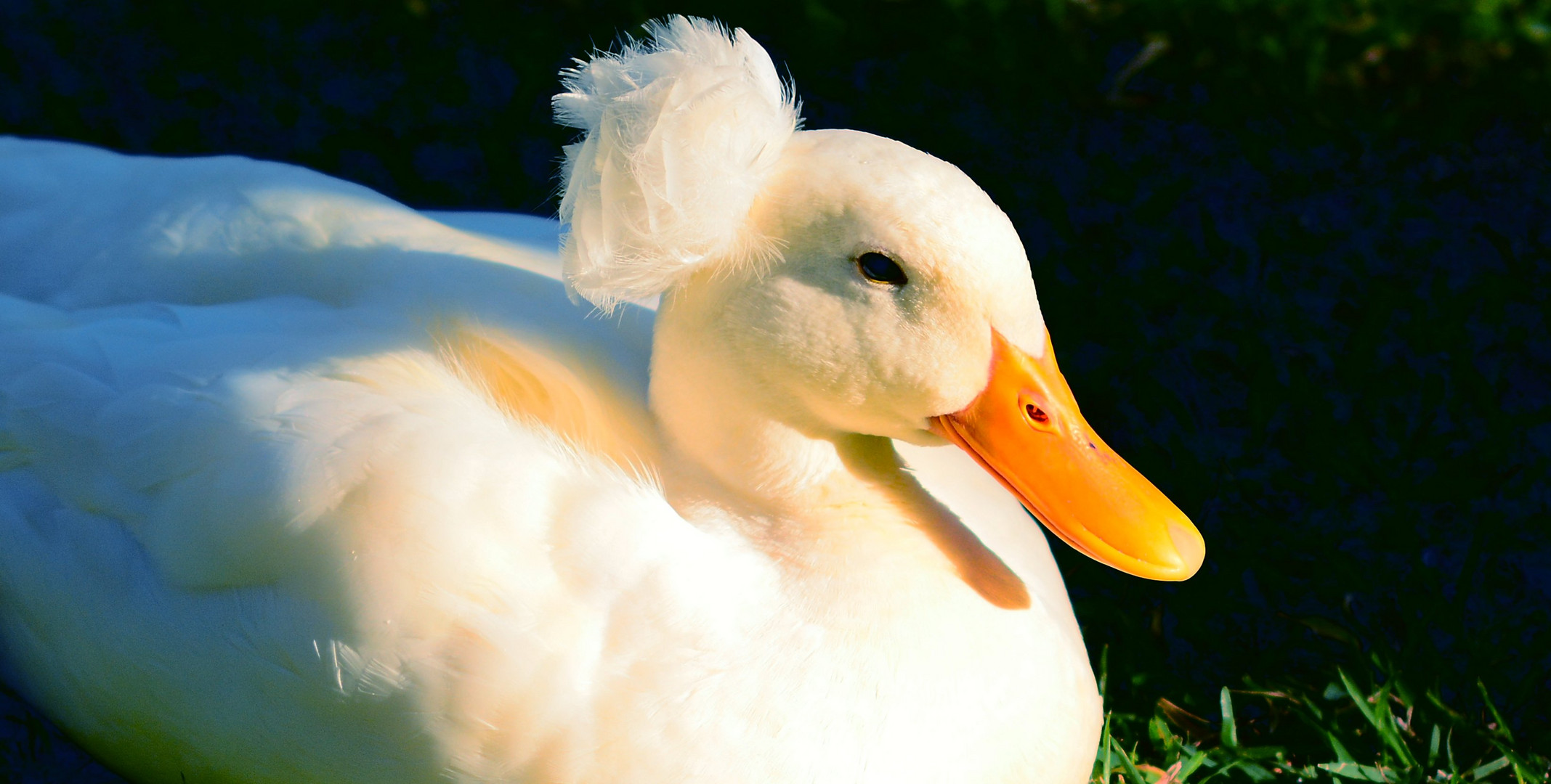 Father of many in the glorious morning sunlight