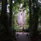  Father of the Forrest oder "Te Matua Ngahere"