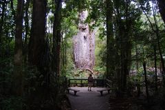  Father of the Forrest oder "Te Matua Ngahere"