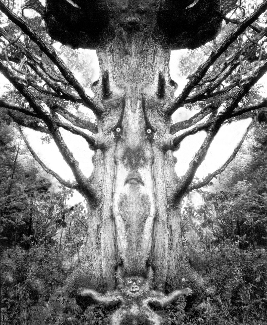 Father Tree 1