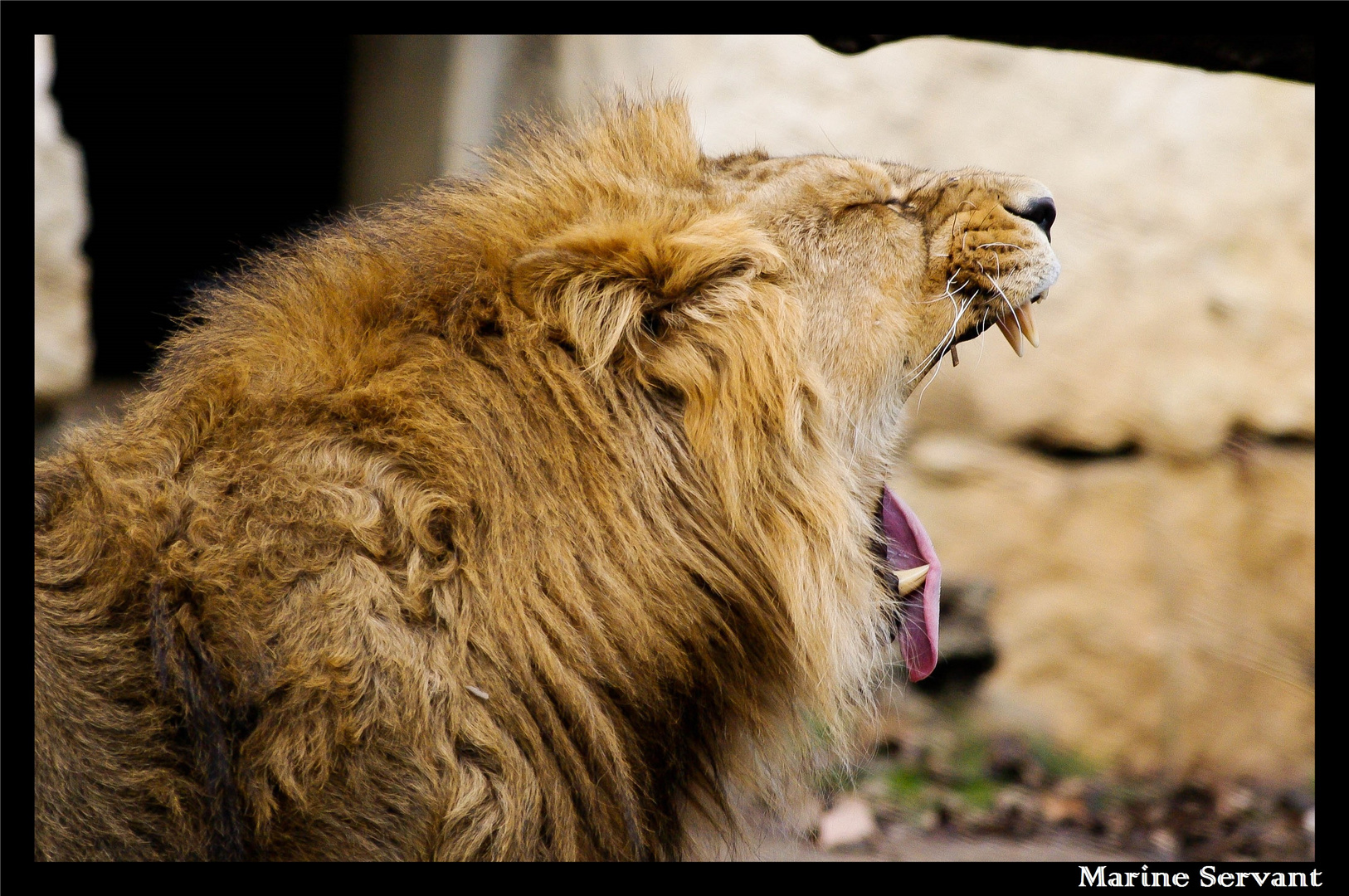 Fatiguant la vie de lion au Parc de la tête d'Or