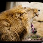 Fatiguant la vie de lion au Parc de la tête d'Or