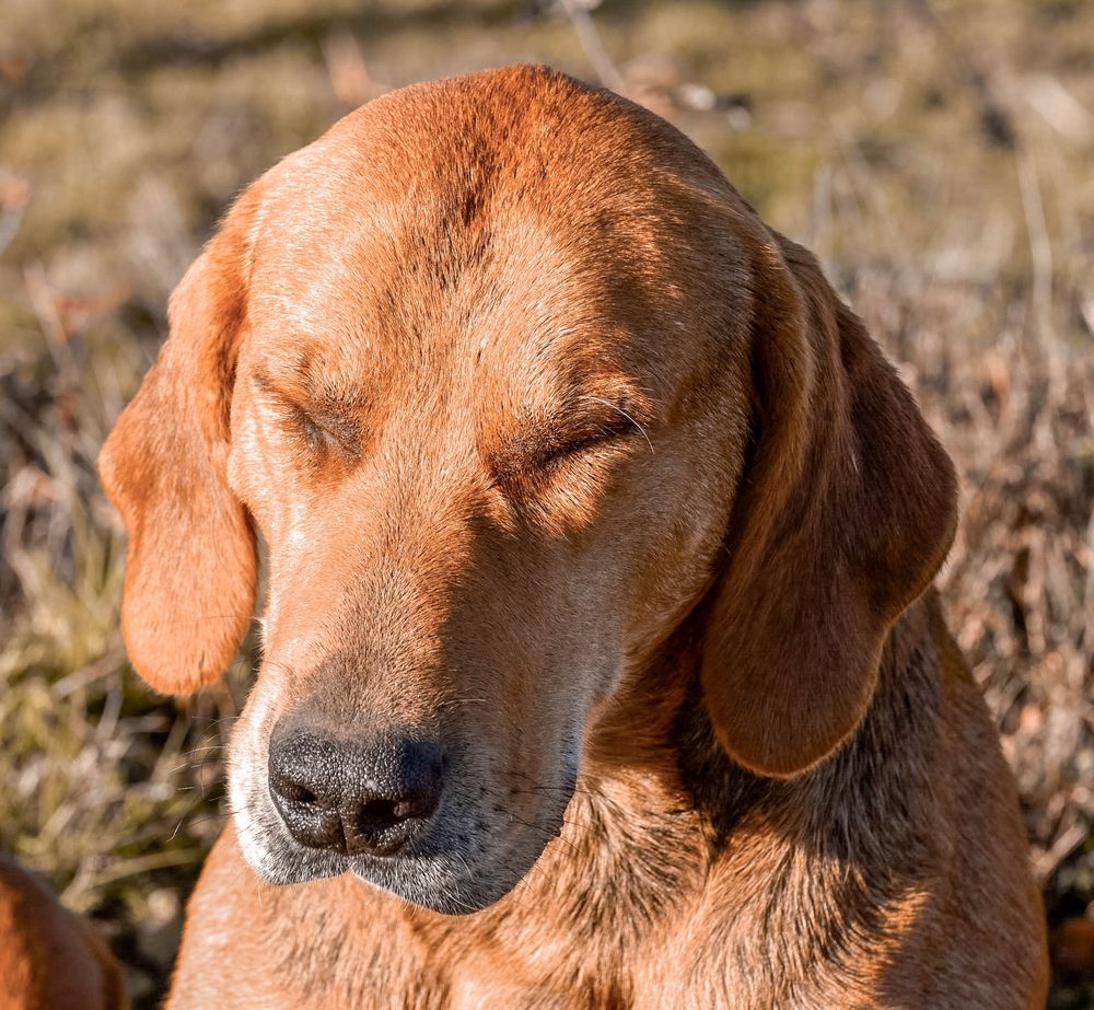 Fatigué apres journée de chasse