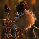 fatigue de l'automne 