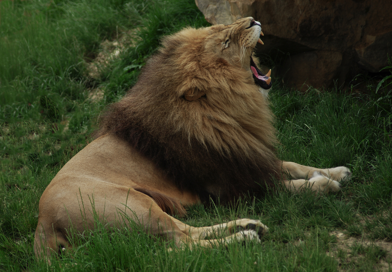 Fatigue (Panthera leo leo, lion d'Afrique)