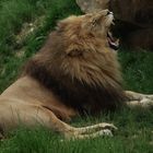 Fatigue (Panthera leo leo, lion d'Afrique)