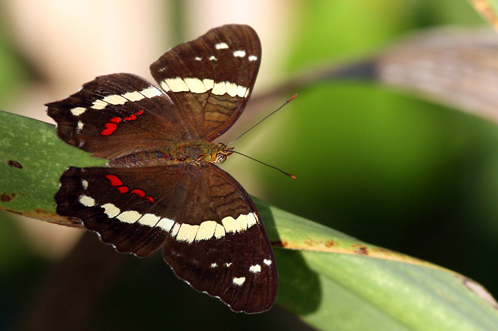 Fatima  (Costa Rica)