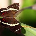 Fatima  (Costa Rica)