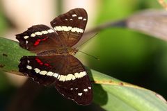 Fatima  (Costa Rica)