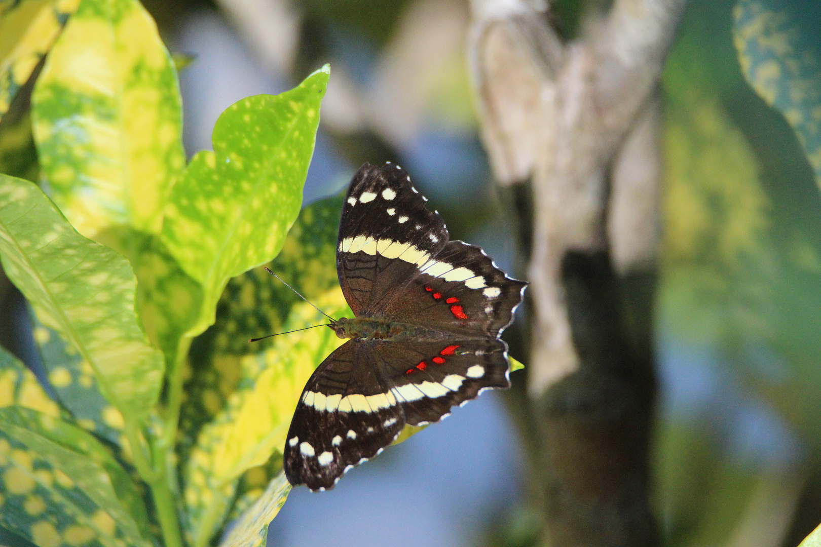 Fatima Schmetterling