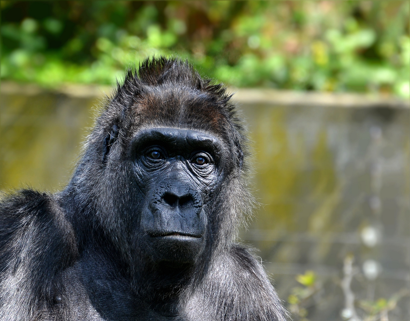 Fatou , Portrait einer älteren Gorilladame