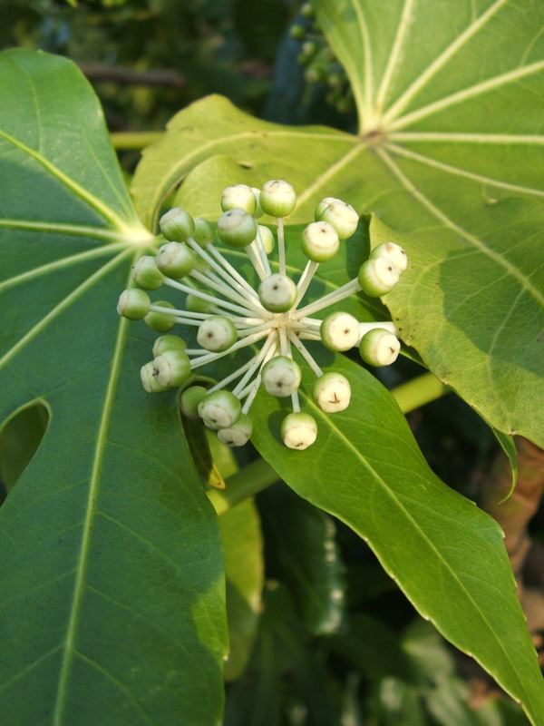 Fatsia Japonica