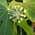 Fatsia Japonica