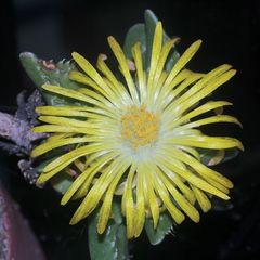 FAUCARIA cf. TIGRINA, der TIGERRACHEN I