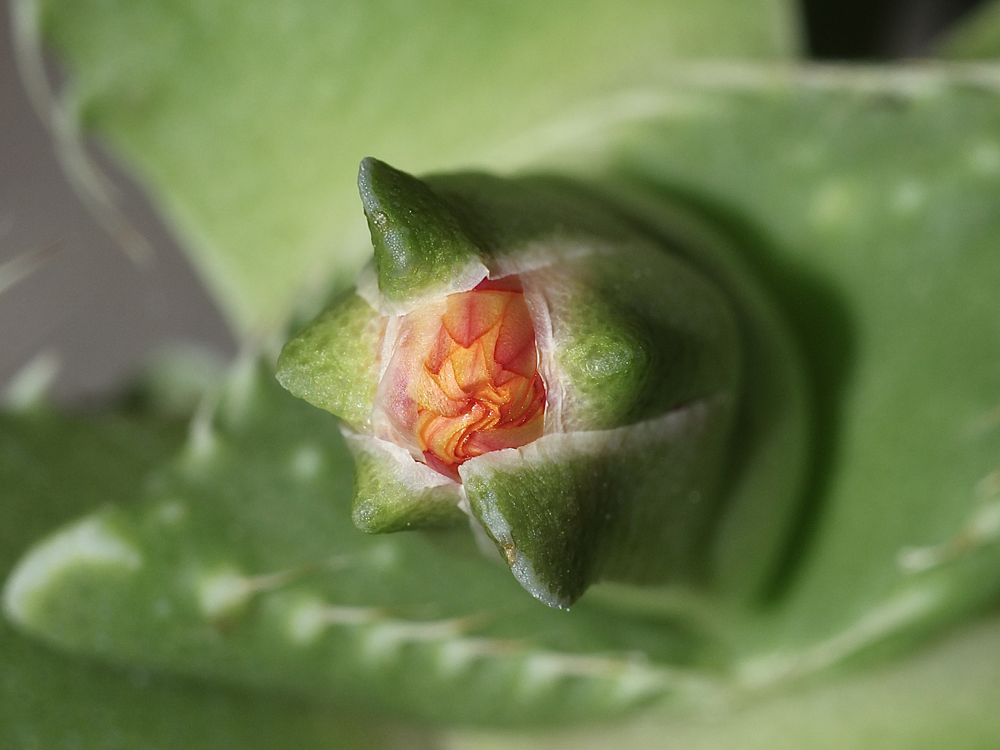 FAUCARIA cf. TIGRINA - der TIGERRACHEN III