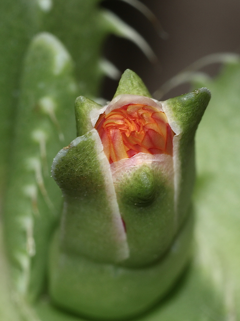 FAUCARIA cf. TIGRINA - der TIGERRACHEN IV