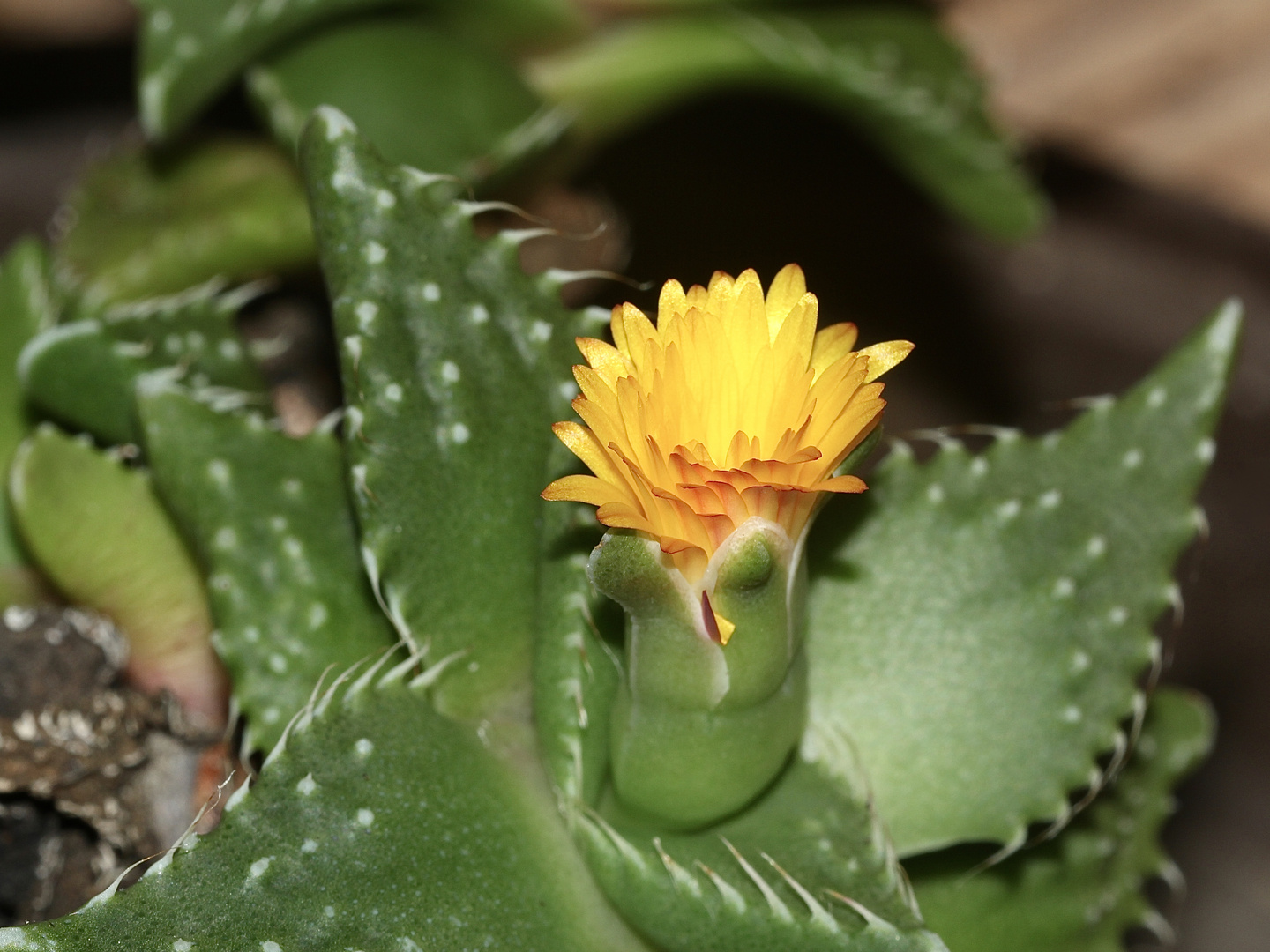 FAUCARIA cf. TIGRINA - der TIGERRACHEN V