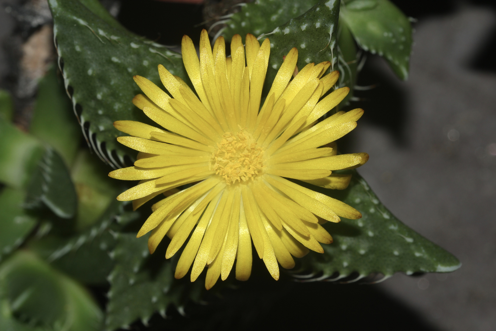 FAUCARIA cf. TIGRINA - der TIGERRACHEN VI