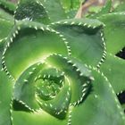 Faucaria