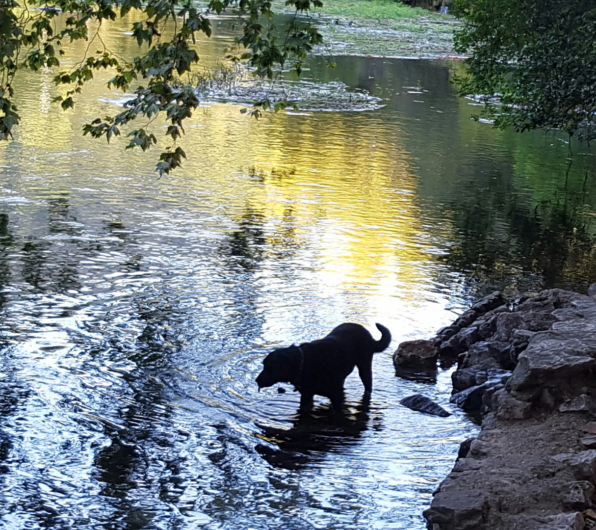 Faucette se déshaltère dans l'eau de la Sorgue 