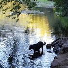 Faucette se déshaltère dans l'eau de la Sorgue 