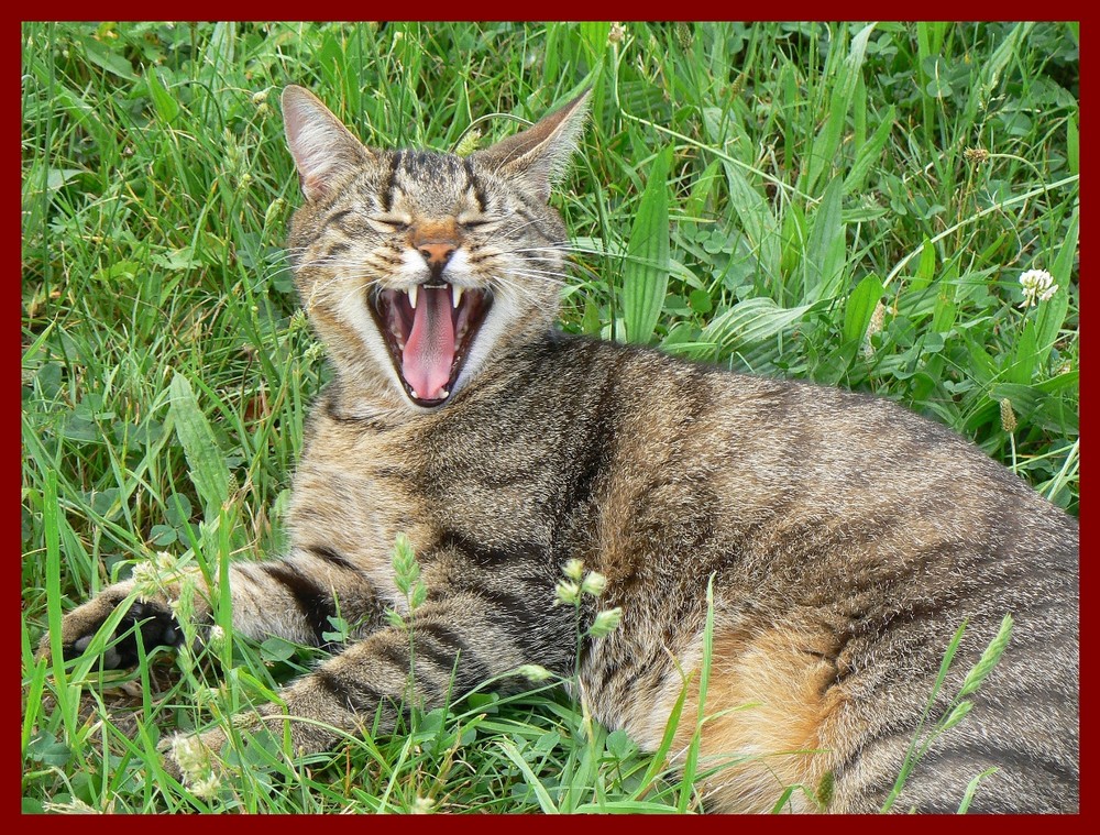 Fauch !! Foto & Bild tiere, haustiere, katzen Bilder auf