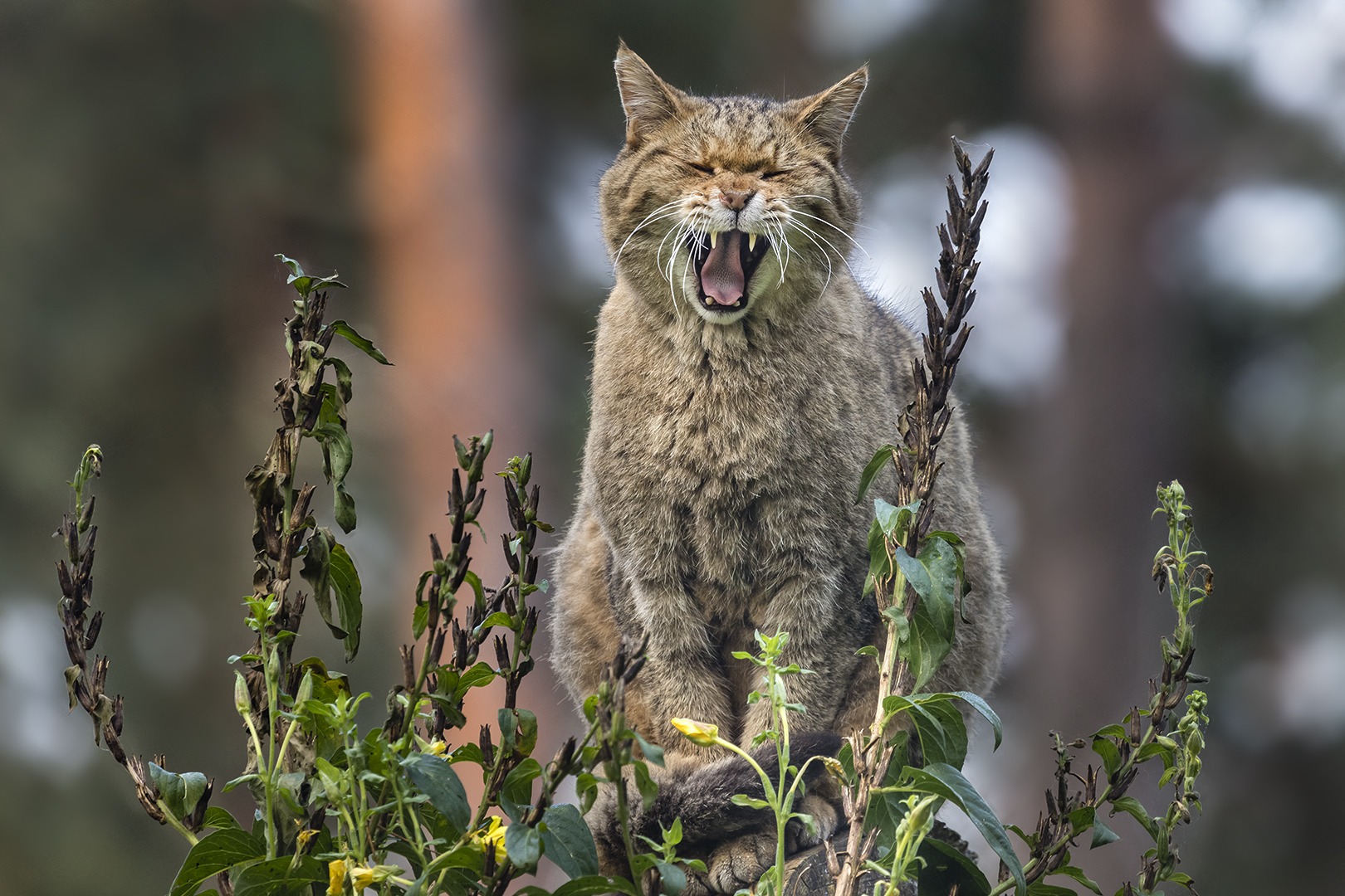 *FAUCH* Foto & Bild natur, zoo, tiere Bilder auf