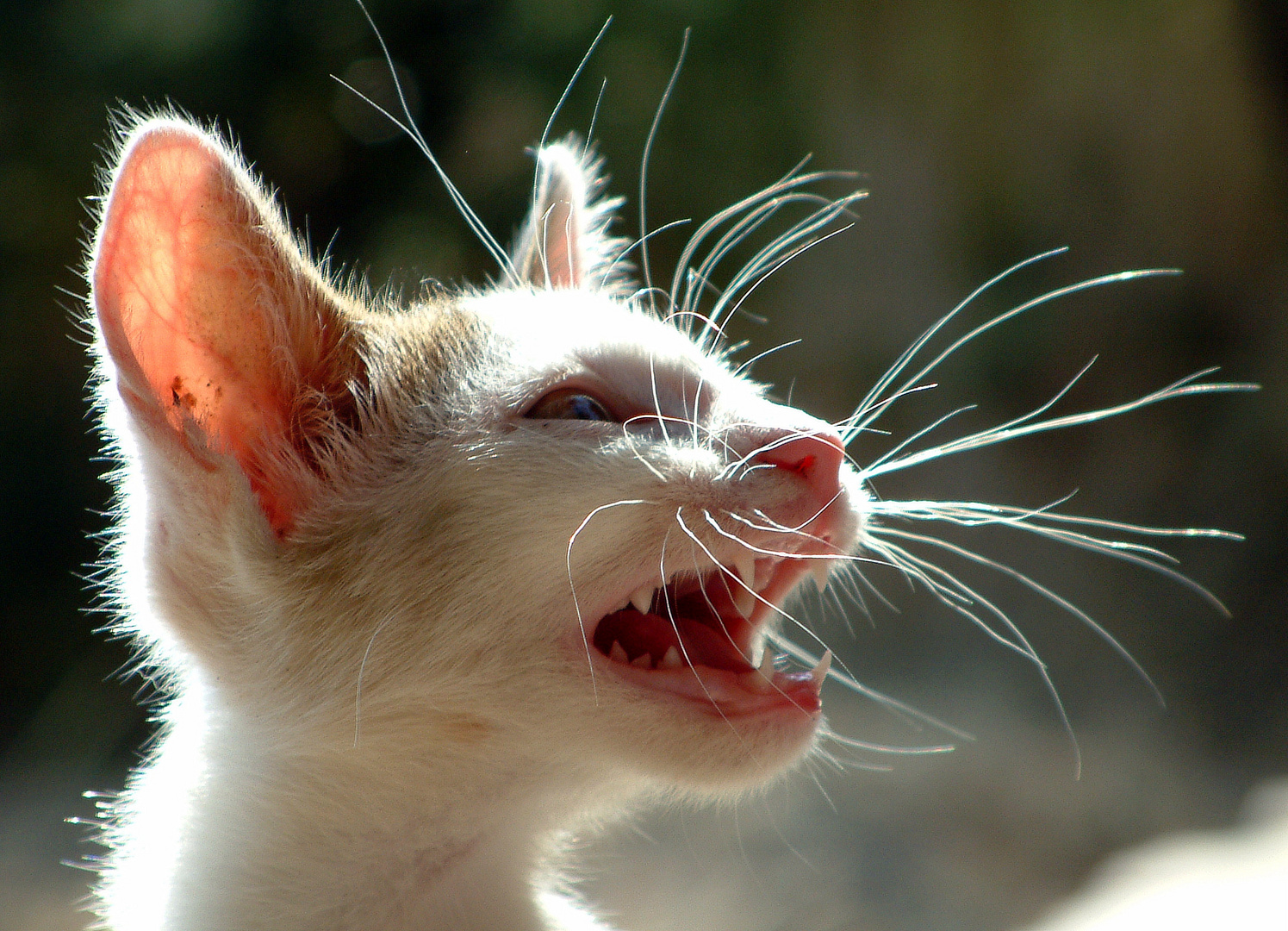 Fauchen der Katze