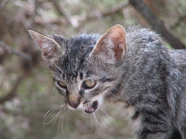 fauchende Katze