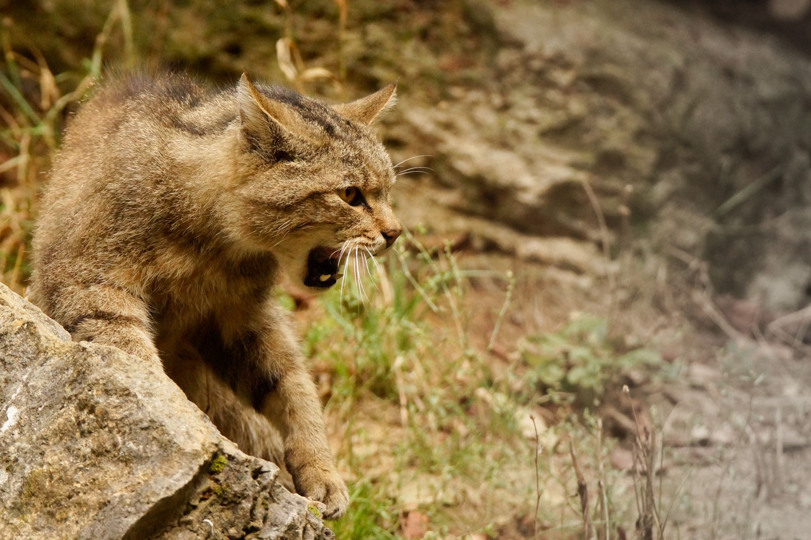 fauchende Wildkatze