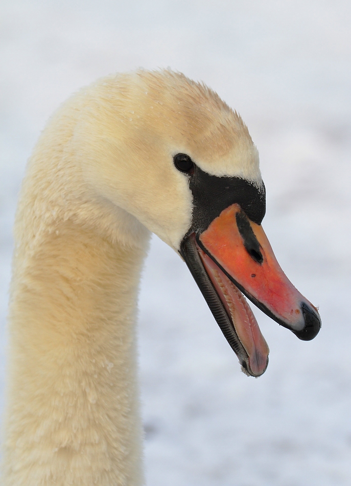 Fauchender Höckerschwan