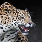 fauchender Jaguar