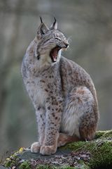 fauchender Luchs