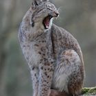 fauchender Luchs