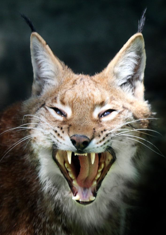 fauchender Luchs