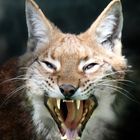 fauchender Luchs