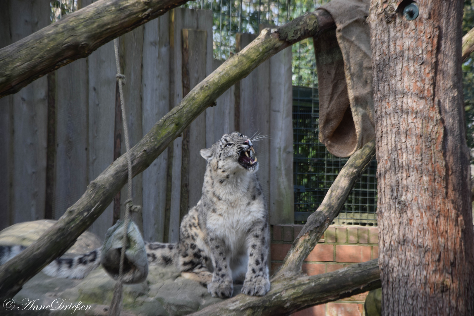 fauchender Schneeleopard im Krefelder Zoo