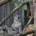 fauchender Schneeleopard im Krefelder Zoo