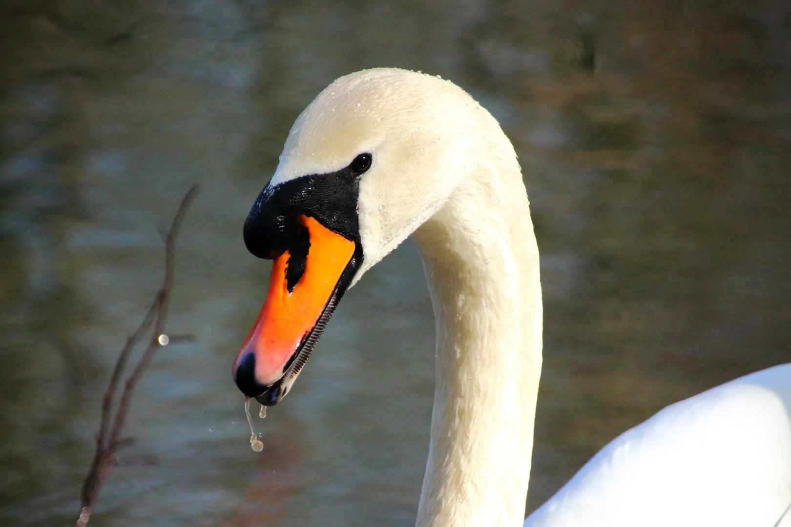 fauchender Schwan